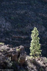 Kiefer am Rande der großen Schlucht des Barranco del Pozo