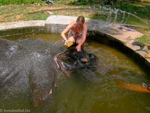 Elefantenbad - schrubben, schrubben, schrubben...