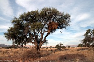 Kameldornakazie mit Siedlerwebervogelnest