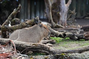 Capybara oder auch Wasserschwein