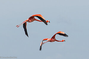 Flamingos in der Laguna de las Salinas