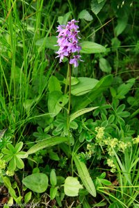 Geflecktes Knabenkraut