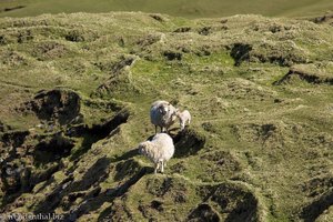 Schafe entlang der Steilküste von Hermaness