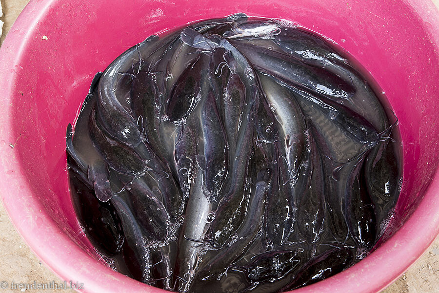 frischer Fisch im Dorf der Khmu