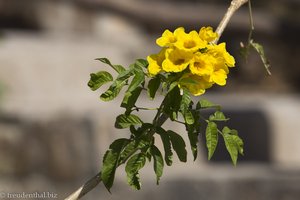 blühender Baum beim Ayn Razat im Oman