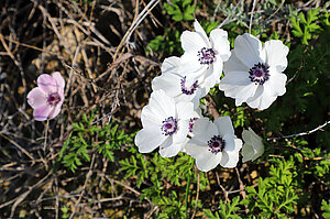 Anemone coronaria