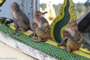 Die Affen beim Mount Taung Kalat sind regelrechte Dreckspatzen.