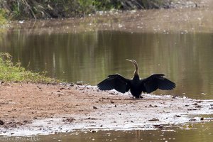 Schlangenhalsvogel beim Krokodilsee im Mlilwane Wildlife Sanctuary