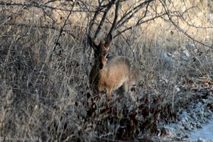 Damara Dikdik