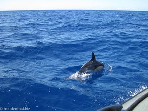 Gewöhnlicher Delfin (Delphinus delphis) vor Pico