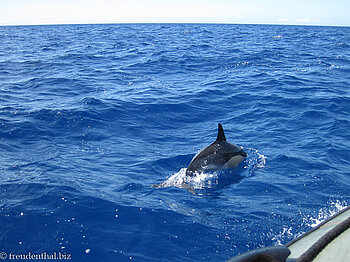 Gewöhnlicher Delfin (Delphinus delphis) vor Pico