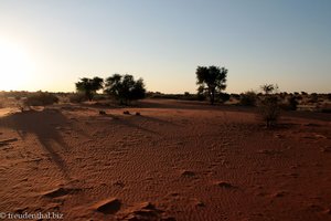Abendstimmung in der Kalahari
