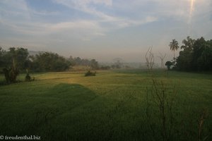 Morgenstimmung überm Reisfeld