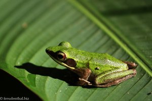 Laubfrosch in Khao Sok Nationalpark