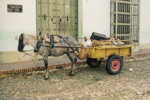 Esel als Müllabfuhr