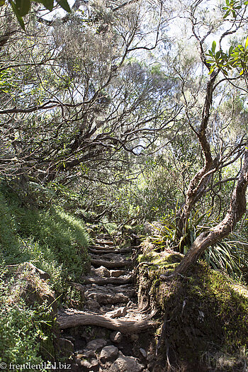 Naturtreppen zum Piton des Neiges
