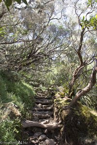 Naturtreppen zum Piton des Neiges