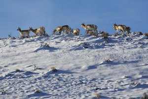 Wildtiere im Zion Nationalpark