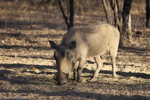 Warzenschwein in der Masorini Bush Lodge