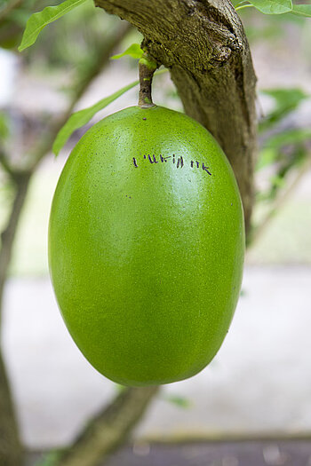 Kalebassenbaum