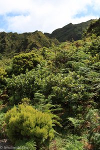 Mit Farn und Erika bewachsener Hang östlich vom Lagoa do Fogo