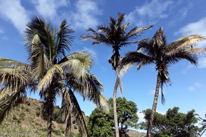 Kokospalmen auf dem Weg von Assomada zur Ostküste