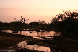 die Wasserbüffel ziehen sich abends in die Seen zurück