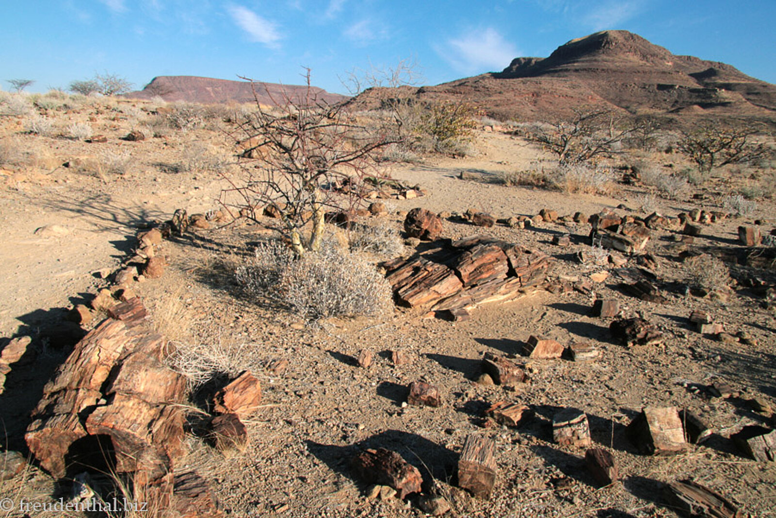 Blick über den versteinerten Wald bzw. Petrified Forest bei Khorixas im Westen Namibias