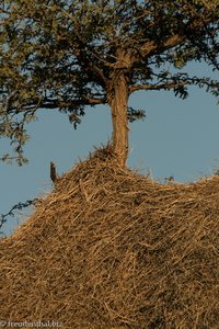 herabgestürztes Webervogelnest