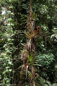 Reihenweise Epiphyten im Selvatura Park