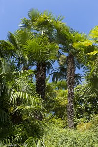 Beim Palmenwald von Trauttmansdorff