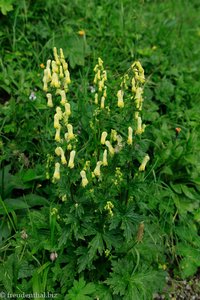 Wolfs-Eisenhut, Gelber Eisenhut (Aconitum lycoctonum)