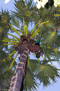 Arbeiter erntet den Saft auf der Palmyrapalme - Palmzucker Plantage