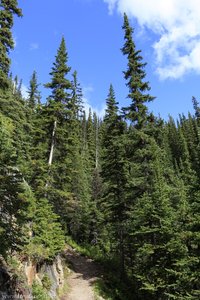 Wanderweg zwischen Big Beehive und Plain of Six Glaciers