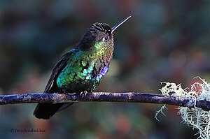 Ein Kolibri an der Paraíso Quetzal Lodge