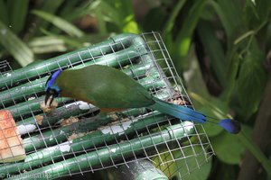 Blauscheitelmotmot, Blue-crowned Motmot (Momotus momota)