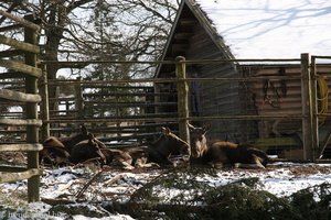 Elche im Freilichtmuseum Skansen