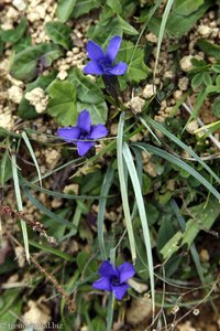 Gefranster Enzian (Gentiana ciliata)