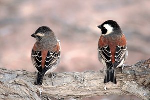 zwei Siedlerwebervögel bei Sossusvlei