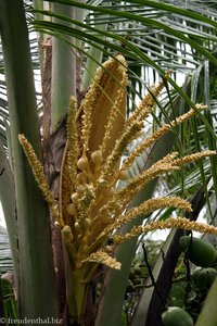 Kokospalme mit Blüten