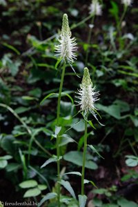 Ährige Teufelskralle, Weiße Teufelskralle (Phyteuma spicatum)