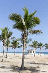 Kokospalmen am Mughsail Beach