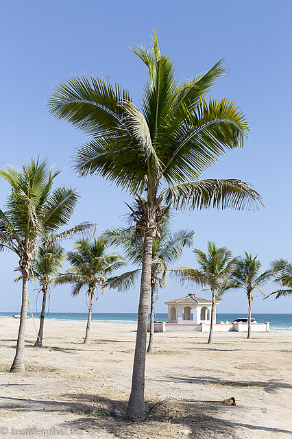 Kokospalmen am Mughsail Beach