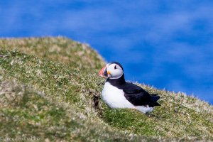 Papageitaucher im Hermaness National Nature Reserve