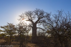 Baobab bei Sonnenuntergang in Südafrika