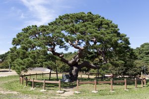 Große Pinie im Hahoe Folk Village