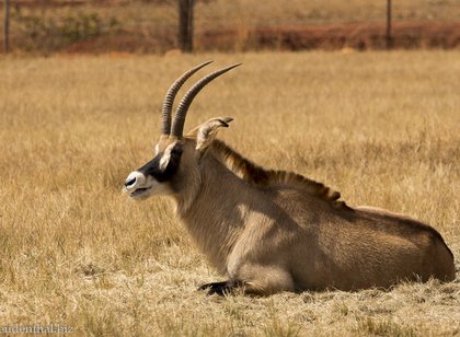 Roan-Antilope im Mlilwane Wildlife Sanctuary, Eswatini