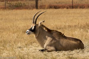 eine Roan Antilope, auch Pferdeantilope, im Mlilwane Wildlife Sanctuary