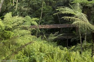 Der Botanische Garten züchtet Pflanzen aus der Region Quindío.