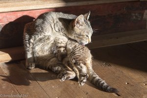 Eine Katze fühlt sich wohl - Nga Phe Chaung Kloster